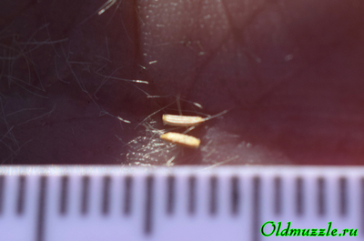 Крестовник эруколистный