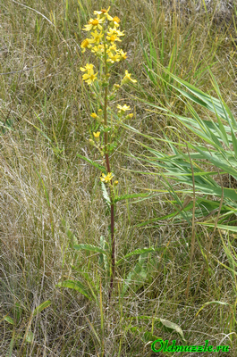 Крестовник малолистный