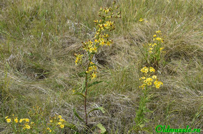 Крестовник малолистный
