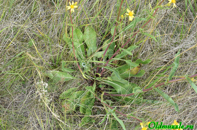 Крестовник малолистный