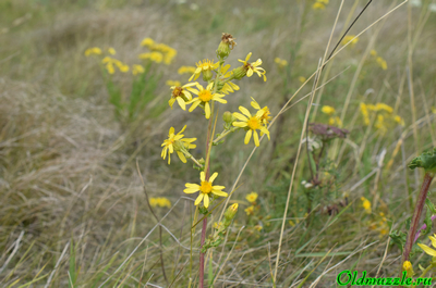 Крестовник малолистный