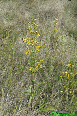 Крестовник малолистный