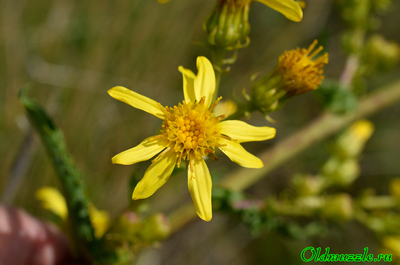 Крестовник малолистный