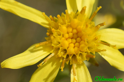 Крестовник малолистный