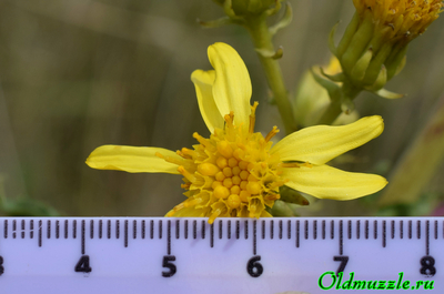 Крестовник малолистный