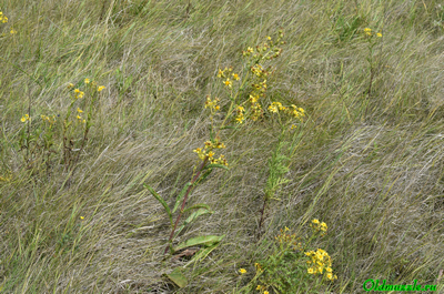 Крестовник малолистный