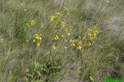 Крестовник малолистный