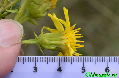 Крестовник малолистный