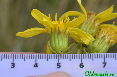 Крестовник малолистный