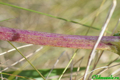 Крестовник малолистный