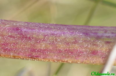 Крестовник малолистный