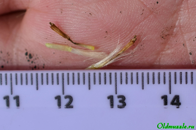 Крестовник малолистный