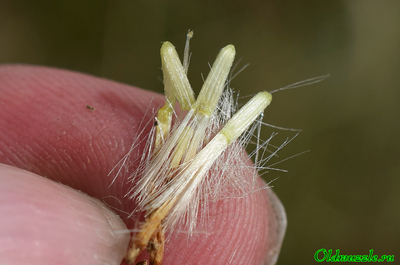 Крестовник малолистный