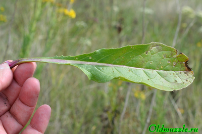 Крестовник малолистный