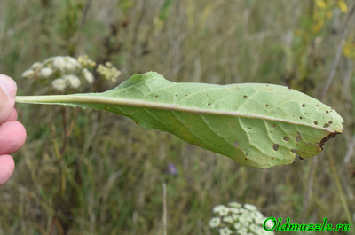 Крестовник малолистный