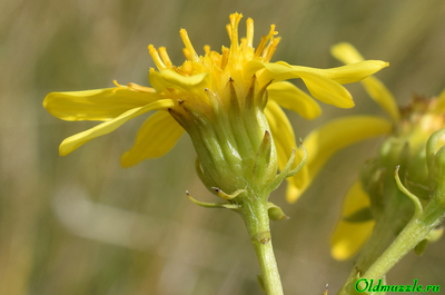 Крестовник малолистный