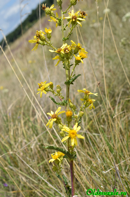 Крестовник малолистный