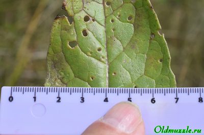 Крестовник малолистный