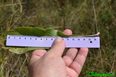 Крестовник малолистный