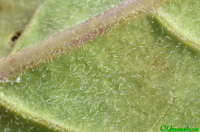 Крестовник малолистный