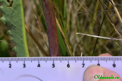 Крестовник малолистный