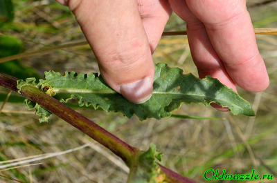 Крестовник малолистный