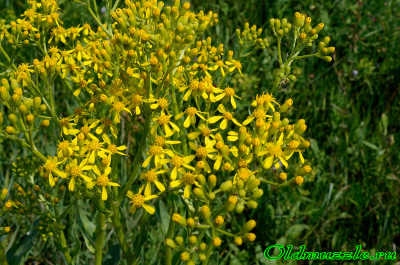 Крестовник Швецова