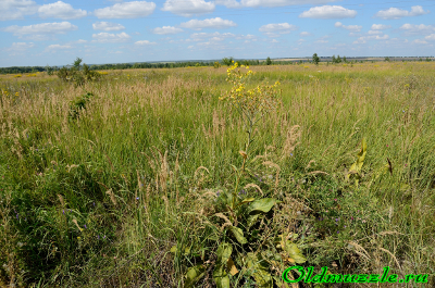 Крестовник Швецова