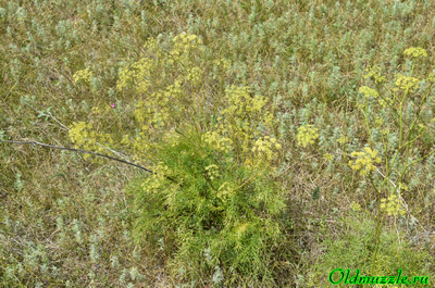 Морковник обыкновенный