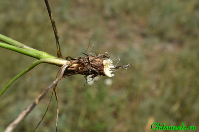 Морковник обыкновенный