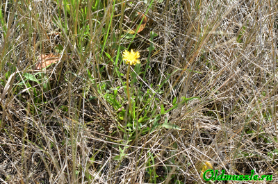 Одуванчик бессарабский