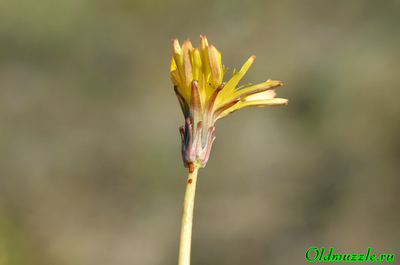 Одуванчик бессарабский