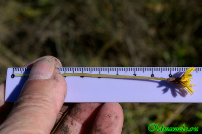 Одуванчик бессарабский