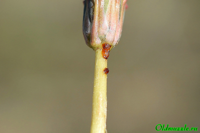 Одуванчик бессарабский