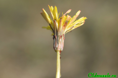 Одуванчик бессарабский