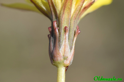 Одуванчик бессарабский