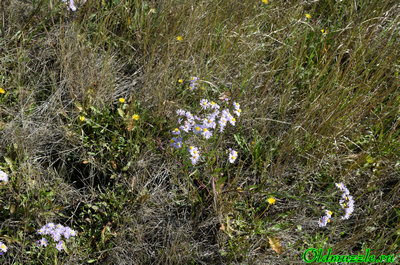Одуванчик бессарабский