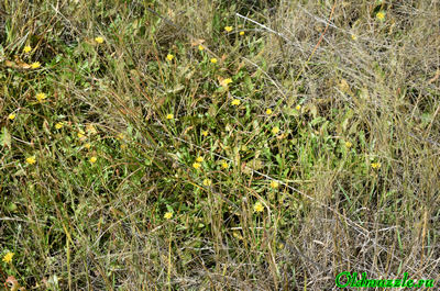 Одуванчик бессарабский