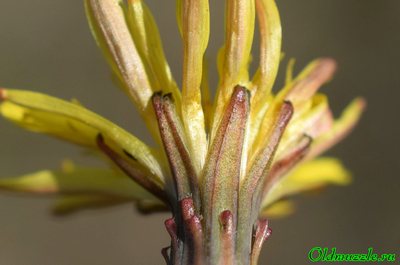 Одуванчик бессарабский