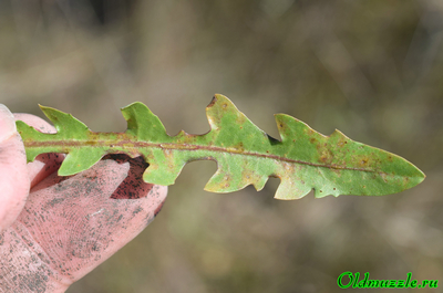 Одуванчик бессарабский