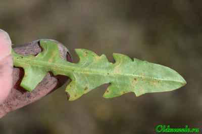 Одуванчик бессарабский
