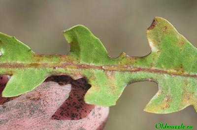 Одуванчик бессарабский