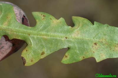 Одуванчик бессарабский