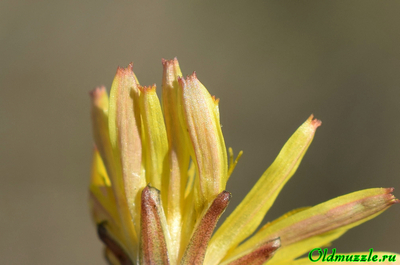 Одуванчик бессарабский