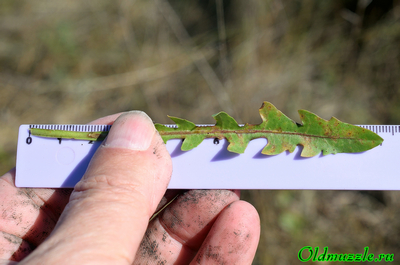 Одуванчик бессарабский