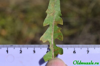 Одуванчик бессарабский