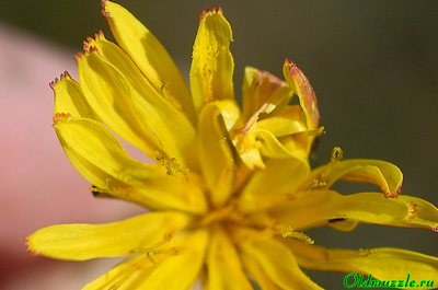 Одуванчик бессарабский