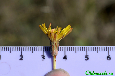 Одуванчик бессарабский