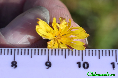 Одуванчик бессарабский