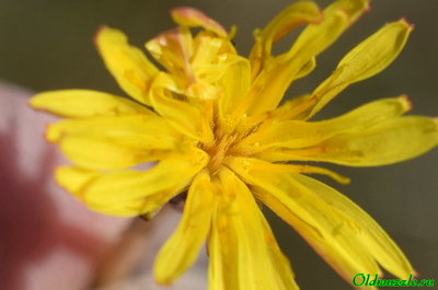 Одуванчик бессарабский
